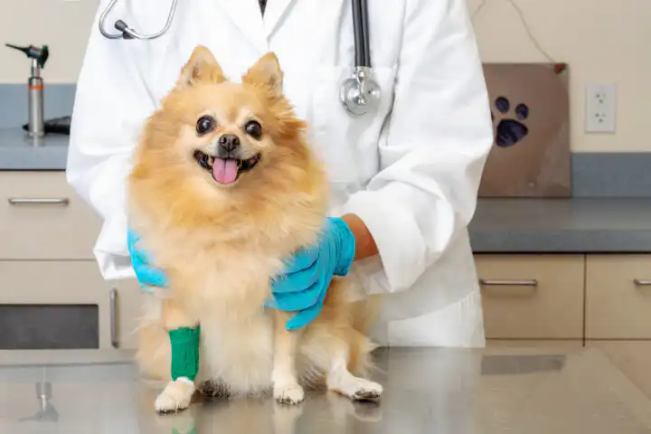 Small Injured Dog at Veterinarians Office