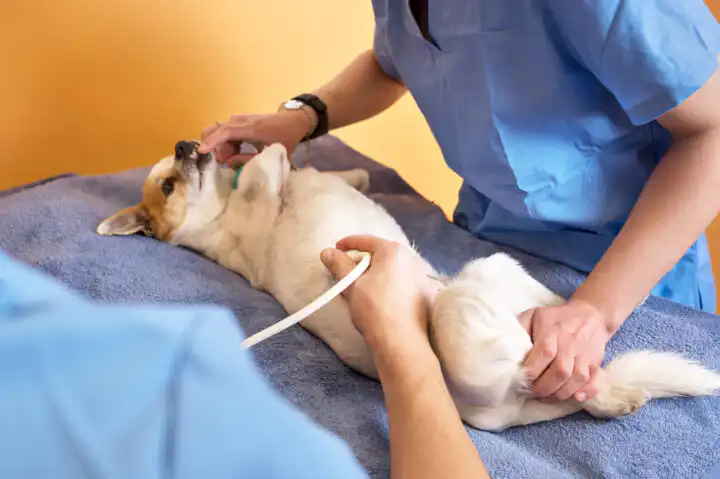Abdomen Ultrasound