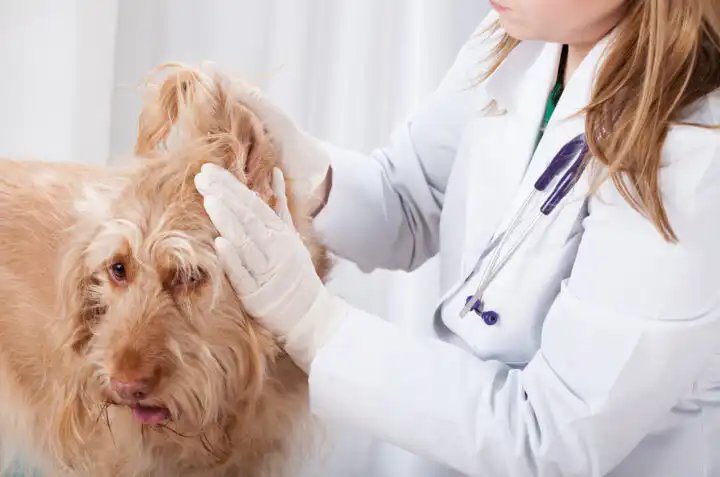 Dog having ear examination