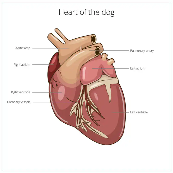Heart of a dog