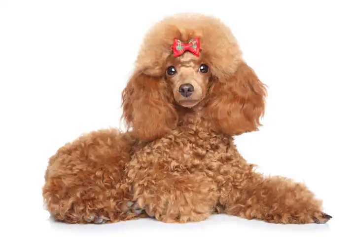 Toy poodle puppy