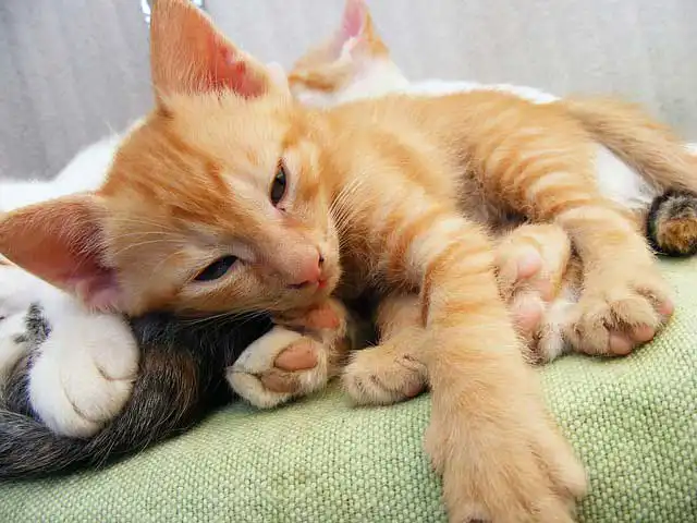 kitten