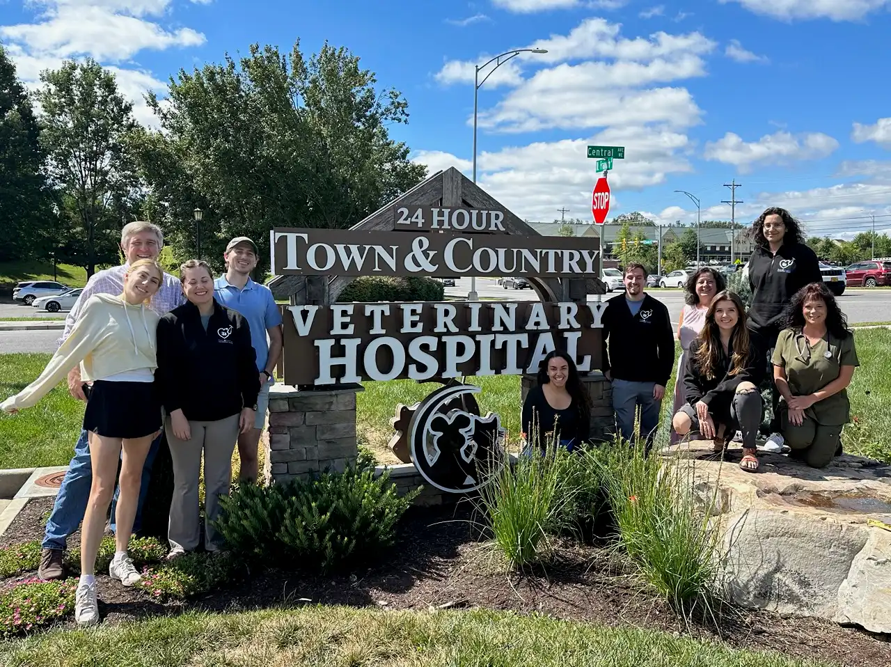 Externship at TCVC Cares