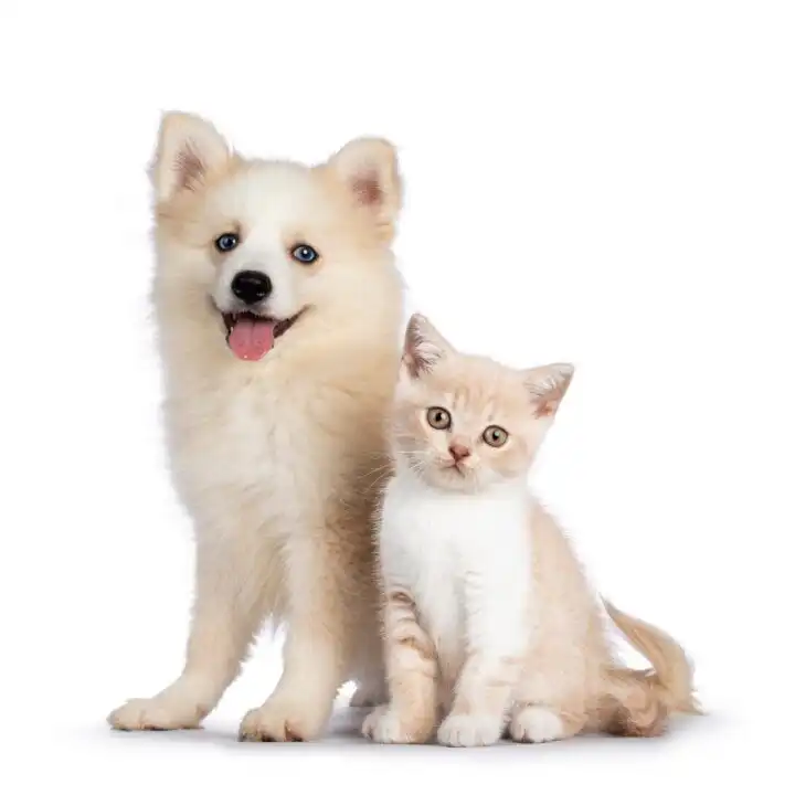 pet adoption