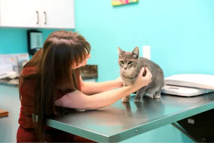 preventative veterinary care