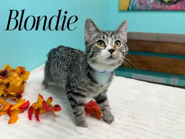 Blondie