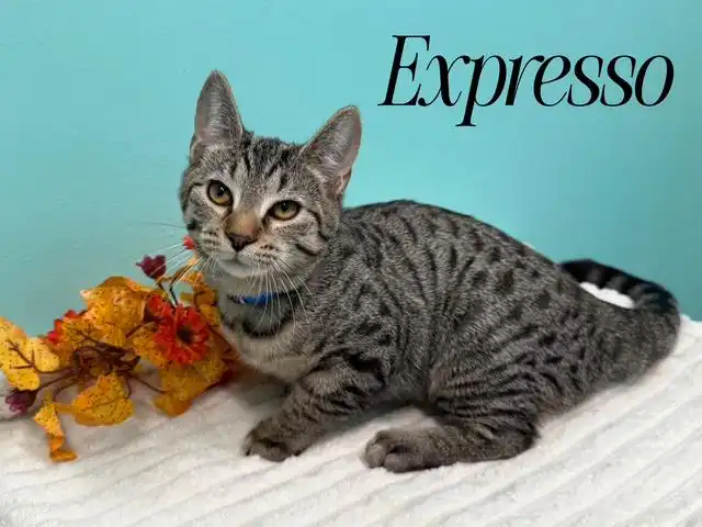 Expresso