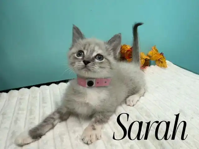 Sarah